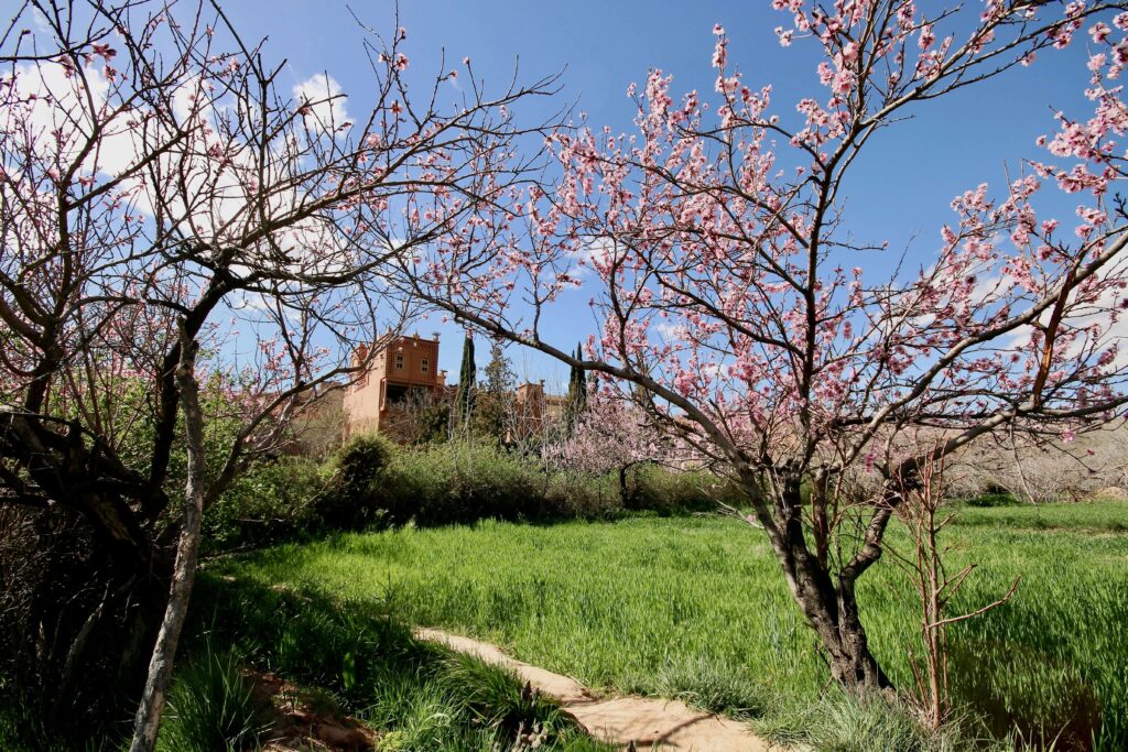 Visiting Morocco in March Spring blossoms bring colour to the landscapes of Dades Gorge