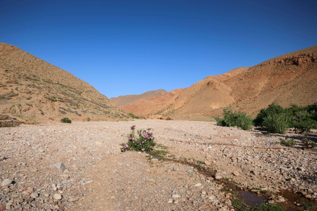 Best places to stay in Todra Gorge - A dry river bed between the pink-hued walls of Dades Gorge, Morocco