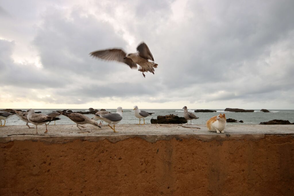 Is March a good time to visit Essaouira? A seagull mid-flight at the Essaouira port