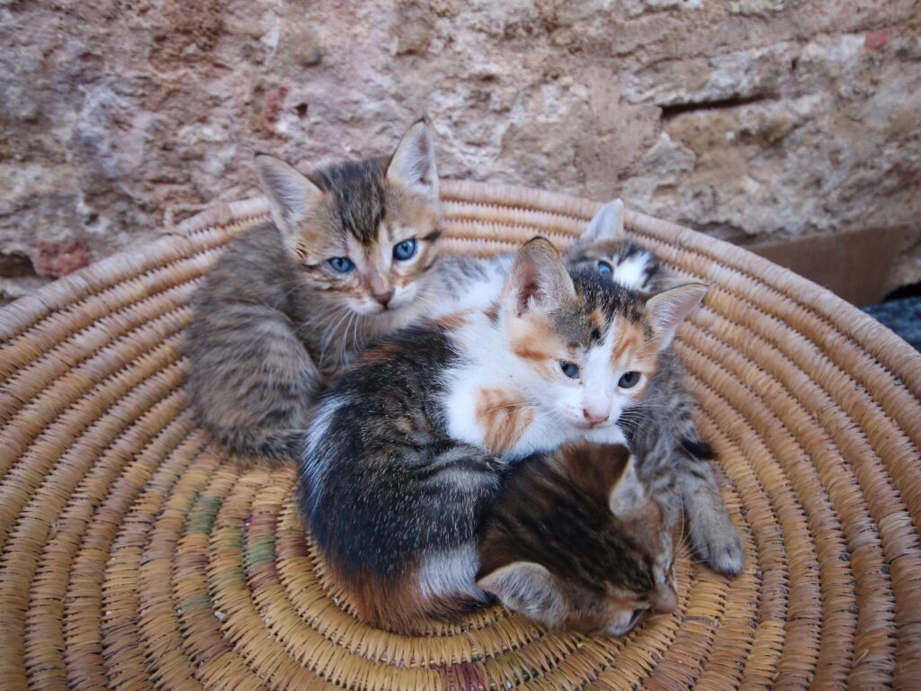 Kittens in a basket in the Essaouira medina