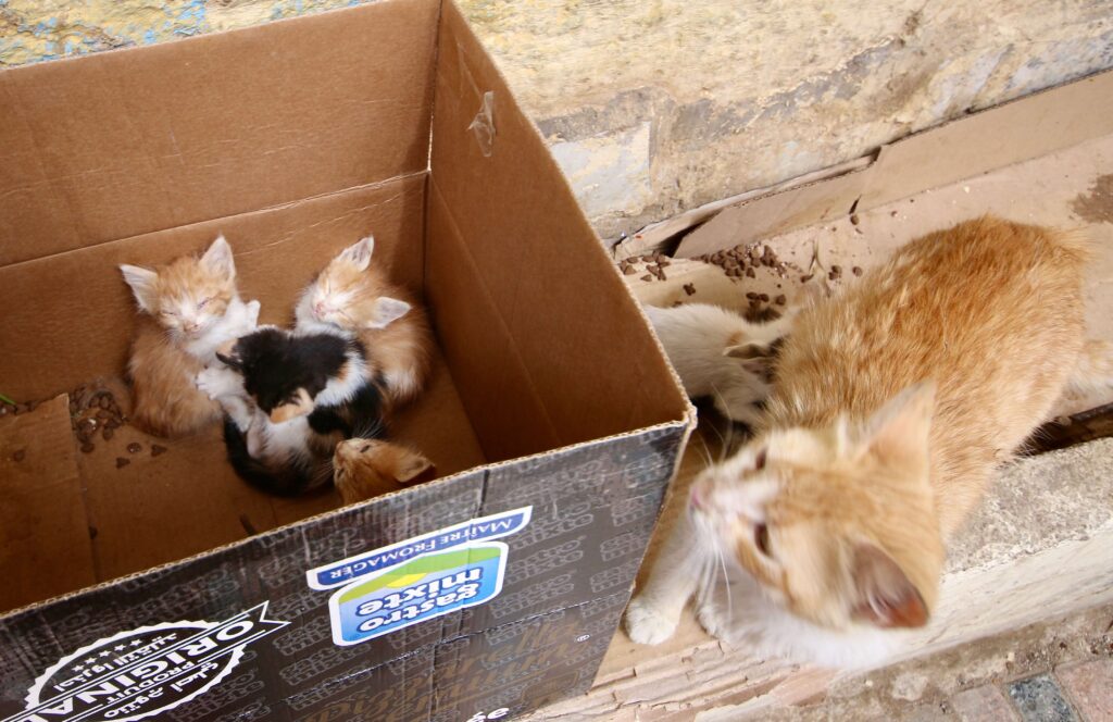 Visiting Agadir in November - Kittens cuddled together in a basket in Morocco