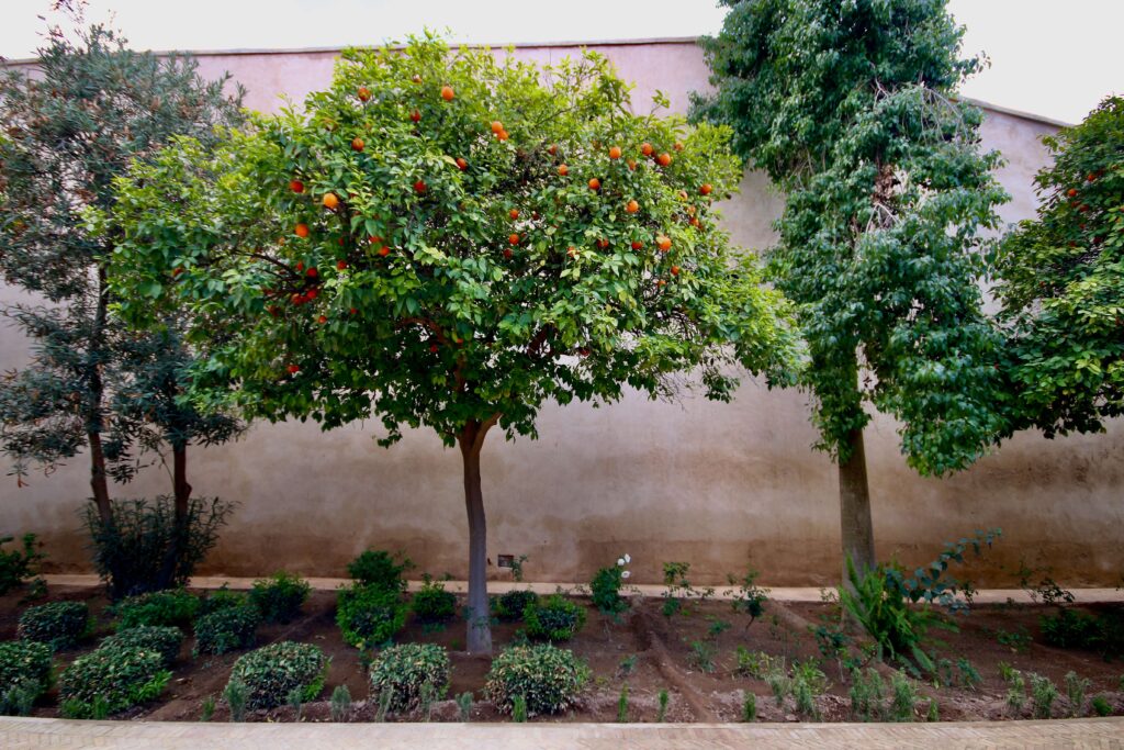 Orange trees outside Bahia Palace in the Marrakech medina