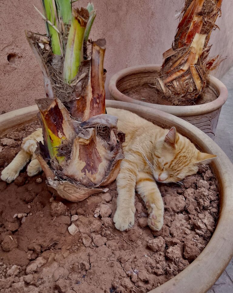 Visiting Marrakech in August: Weather + Events + Things to Do