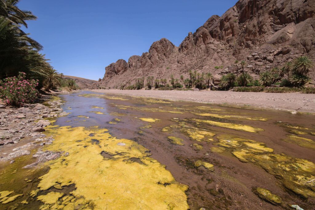 An oasis near Ouarzazate, Morocco