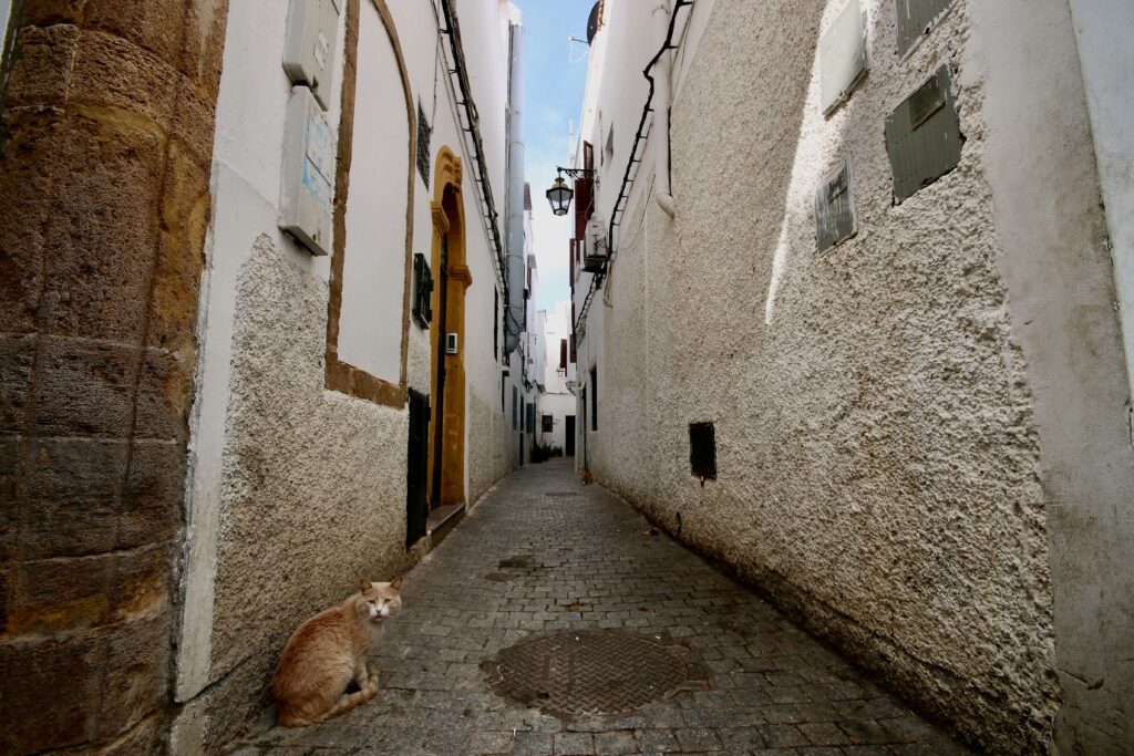 Best things to do in Rabat. A cat sitting in a narrow street of the Rabat medina