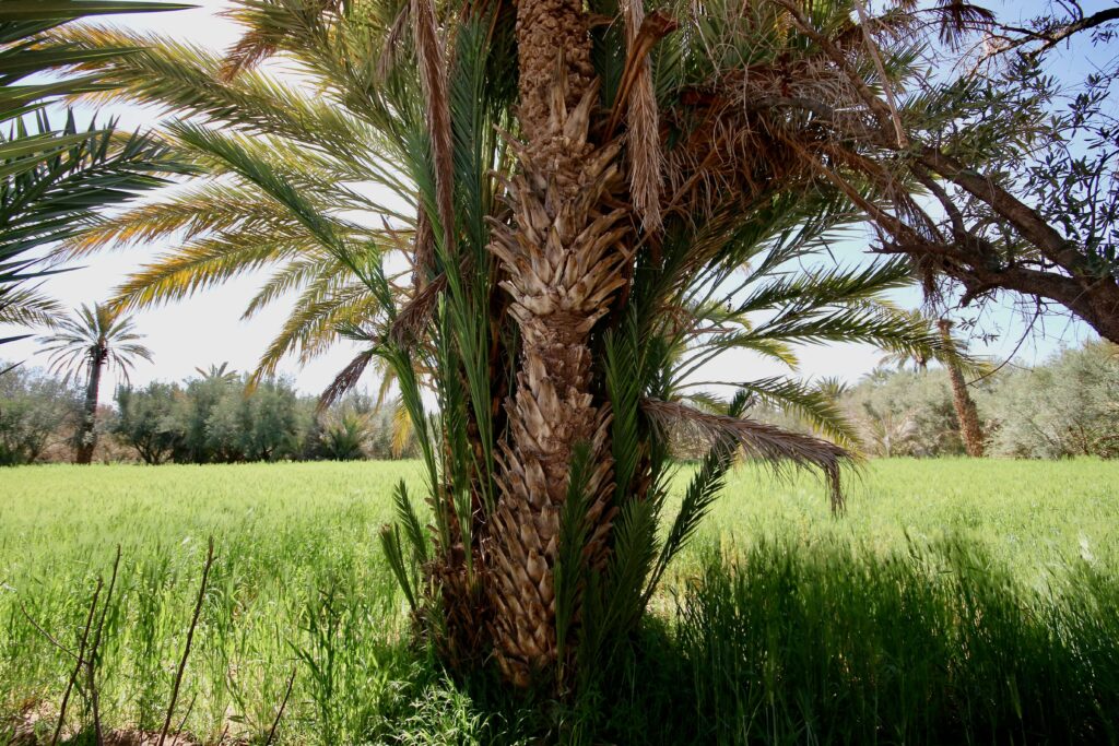 Best places to stay in Erfoud - Looking up at a date palm in Erfoud, Morocco