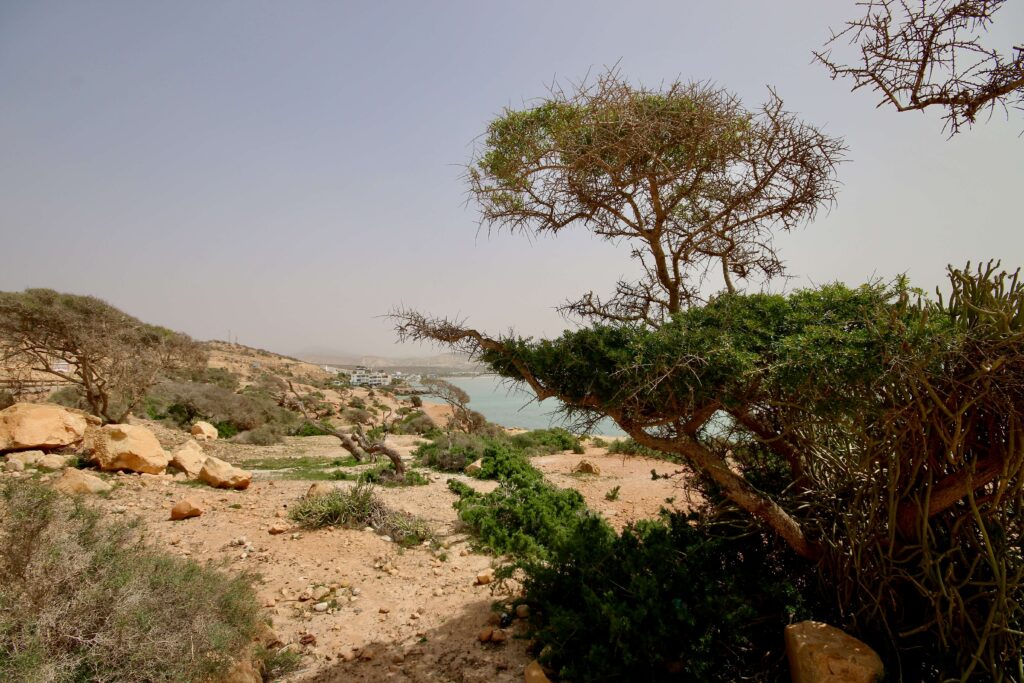 An argan tree growing along the coastline near Taghazout