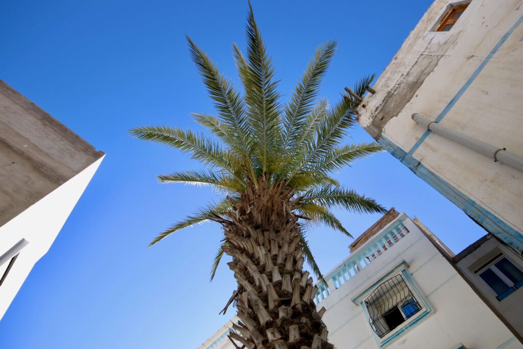 Travel guide to Agadir - A palm tree rises between whitewashed buildings in Agadir, Morocco