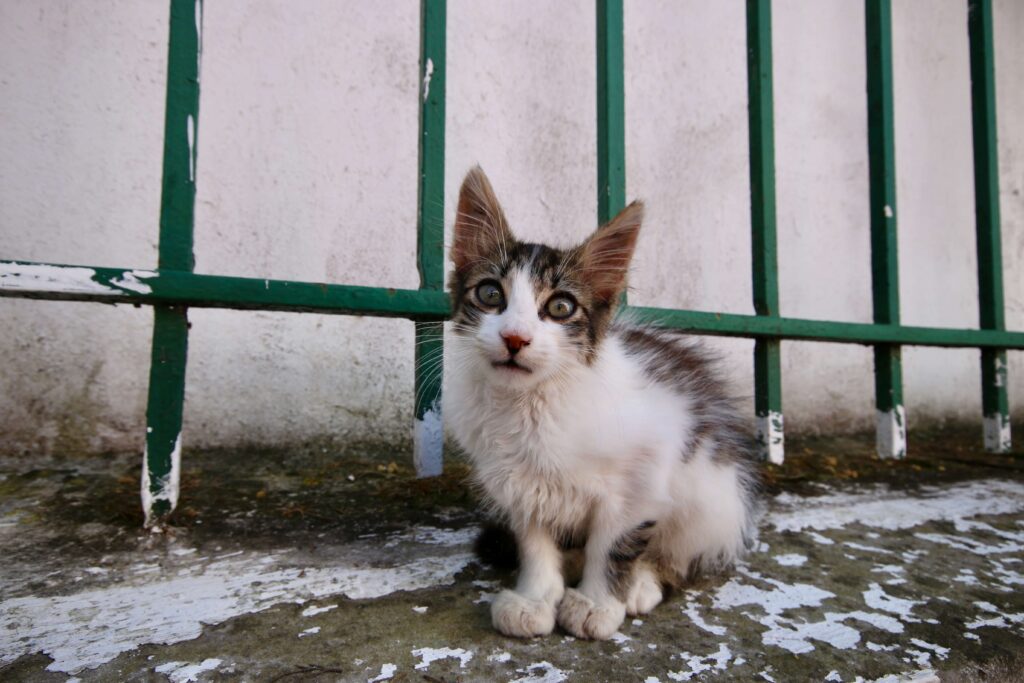 Travel guide to Tetouan: A kitten on a wall in the Tetouan medina