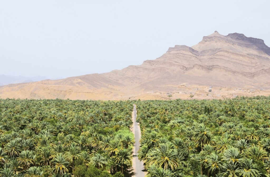 Best things to do in Agdz - A palmeraie with a rugged mountain in the backdrop in the Draa Valley, Morocco