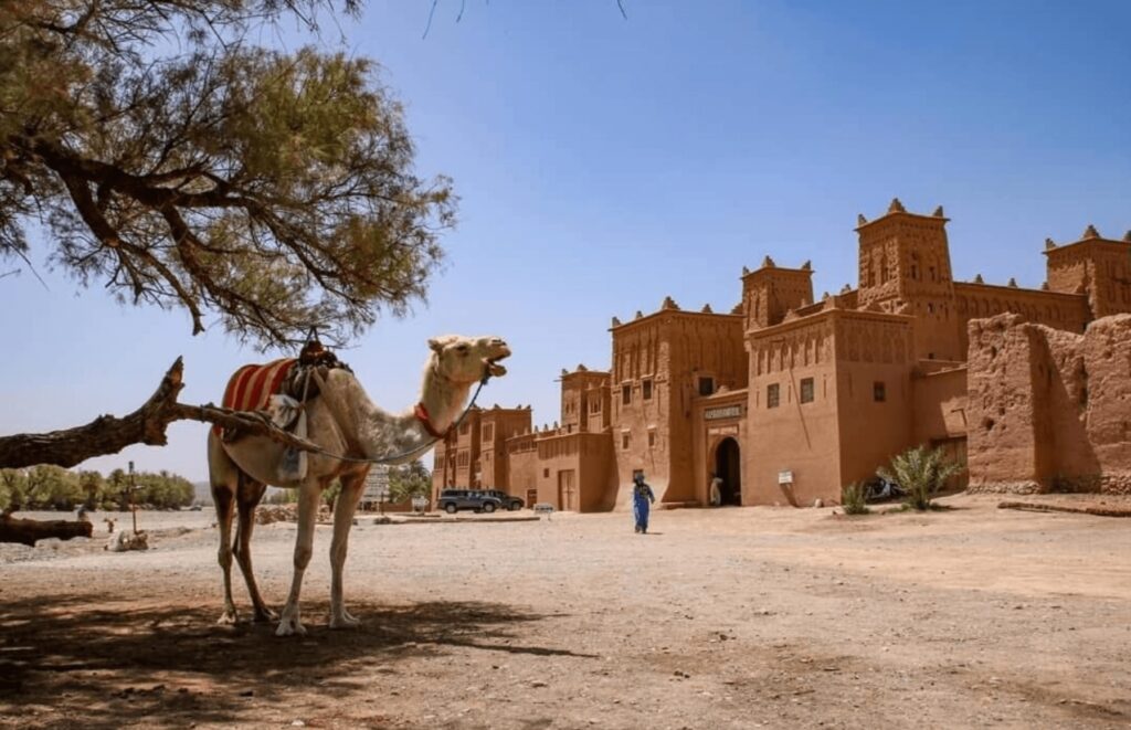 A camel stands outside Auberge Kasbah Tiriguioute - one of the best places to stay in Skoura, Morocco