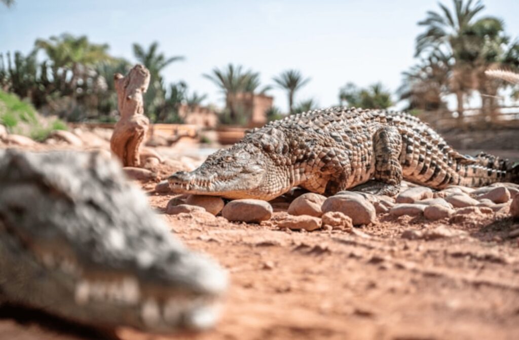 Travel guide to Agadir - Nile crocodiles at Crocoparc, which is one of the most popular tourist attractions in Agadir