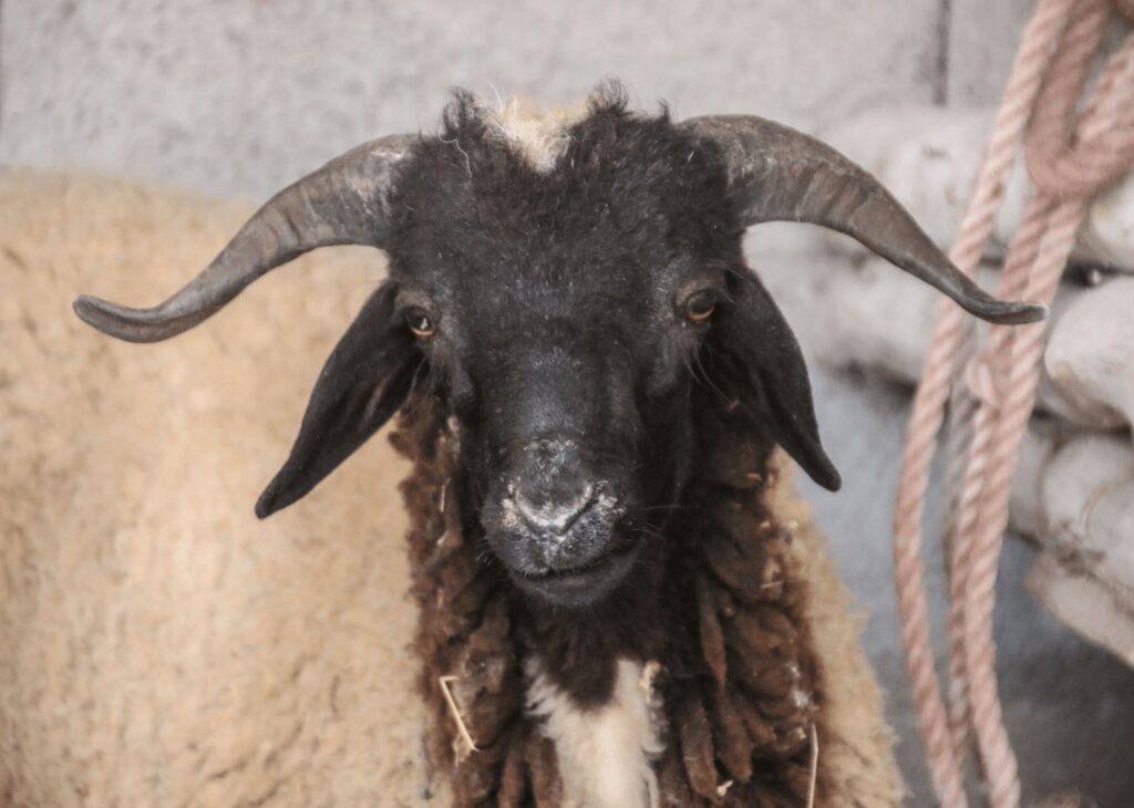 If you're travelling to Morocco during Eid al-Adha, you'll see a lot of sheep in the streets