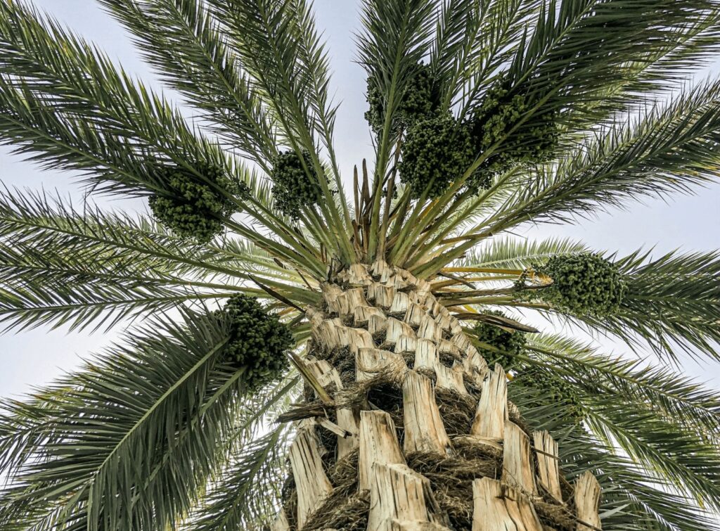 Best things to do in Errachidia - Looking up at a date palm in the Ziz Valley near Errachidia