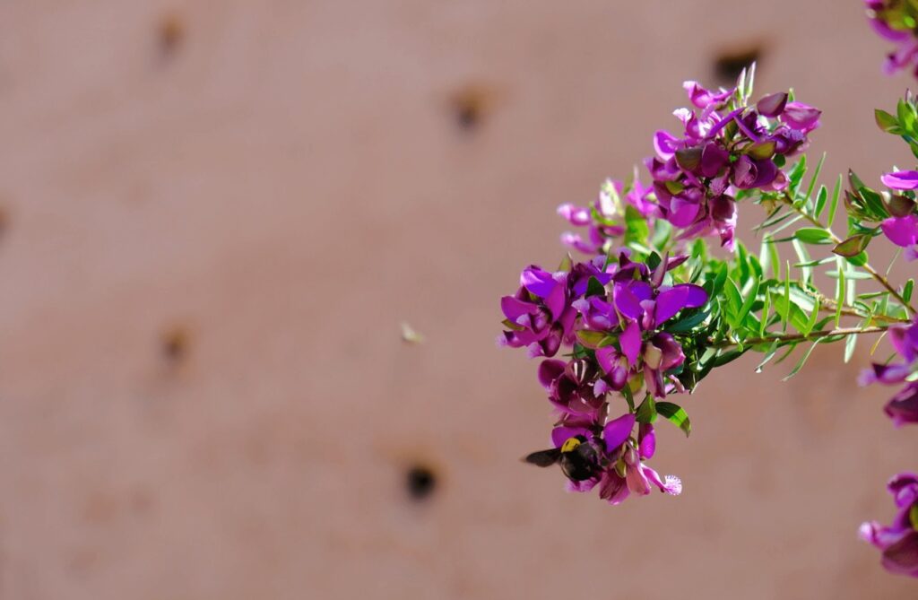 Travel guide to Errachidia: Flowers against an ochre wall in Errachidia, Morocco