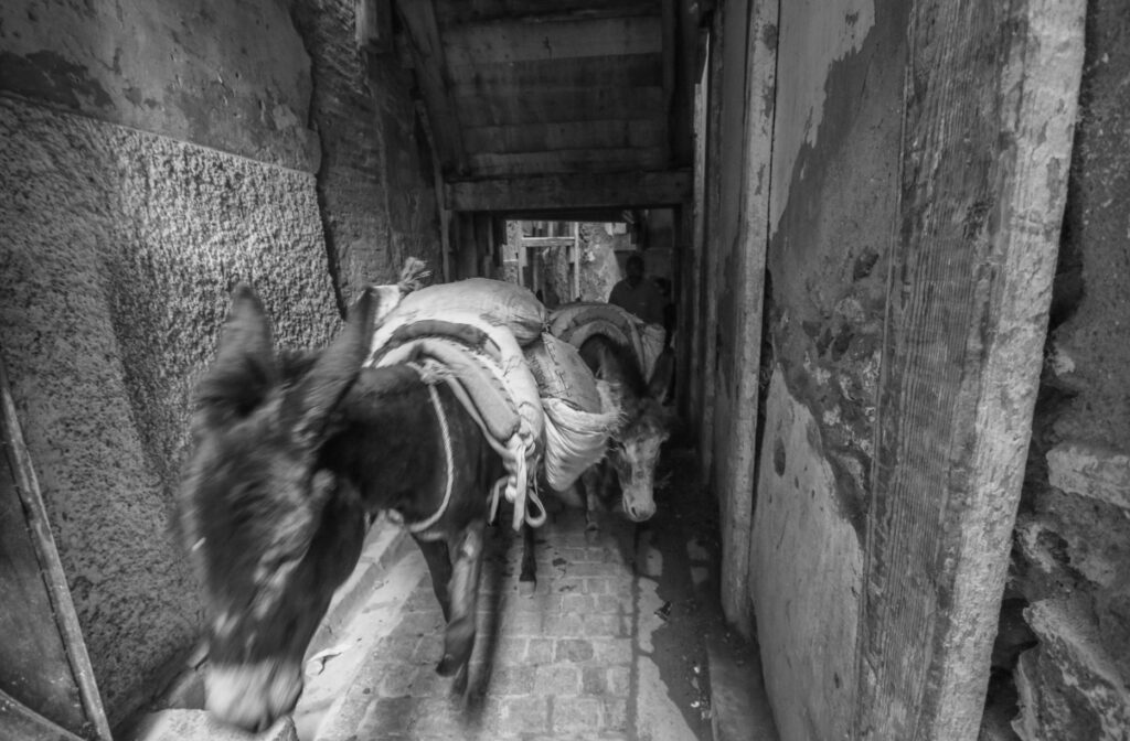 Best things to do in Fes in July - a donkey walks through the medina of Fes el-Bali