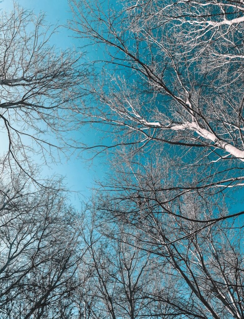 Best things to do in Ifrane - Leafless trees against a wintery blue sky in Ifrane, Morocco