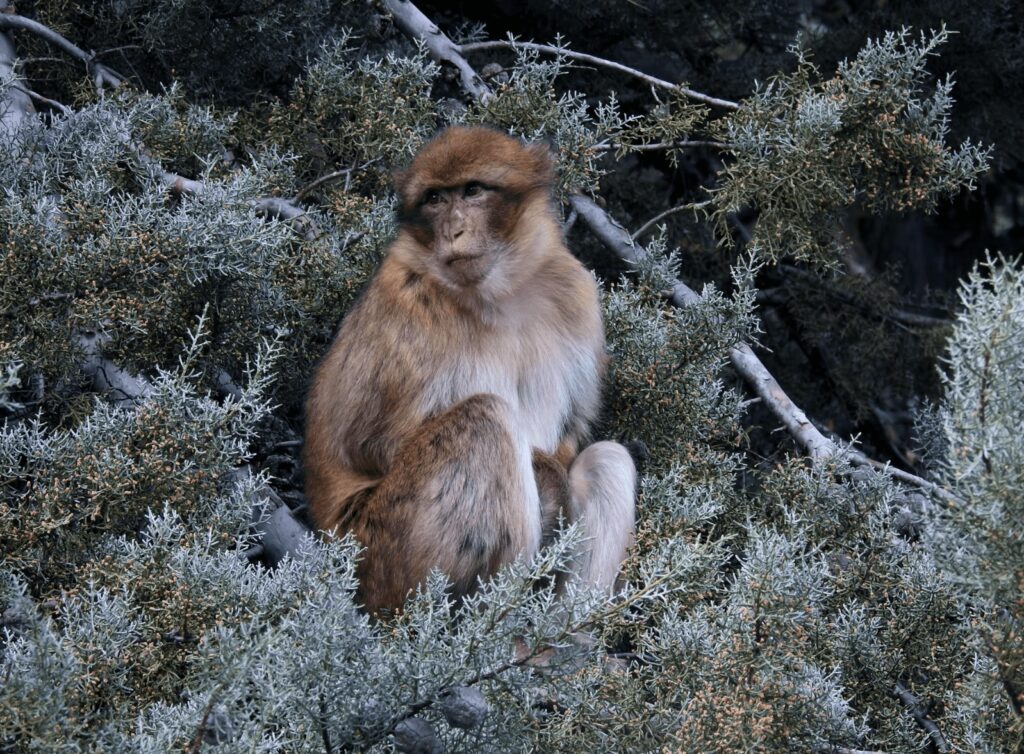 Best things to do in Ifrane - A Barbary macaque in Ifrane's cedar forest