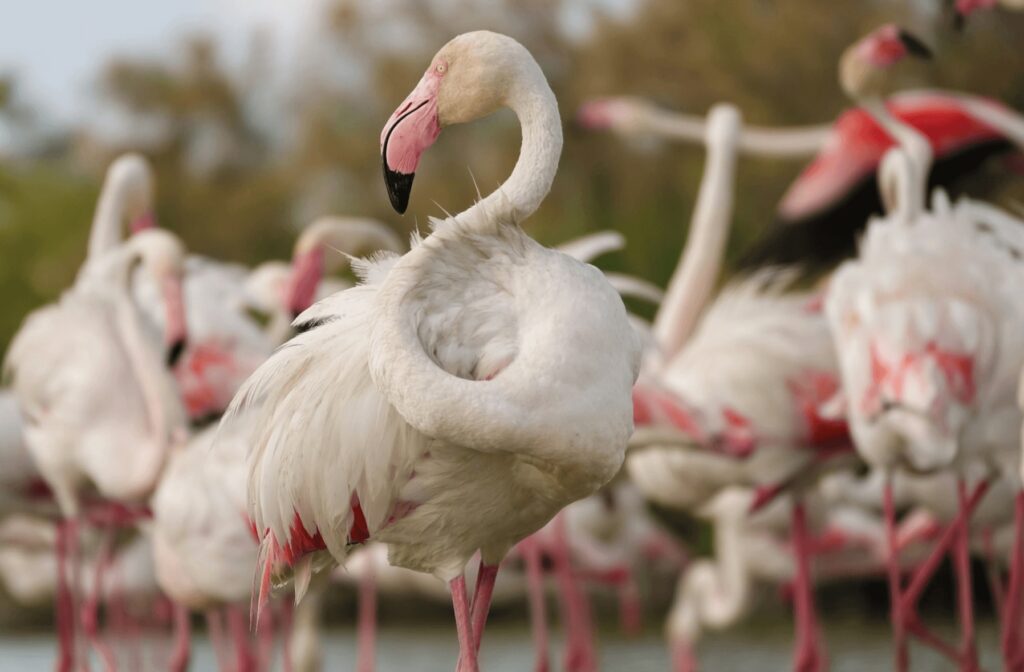 Travel guide to Kenitra: Greater flamingos can sometimes be spotted around Lac de Sidi Boughaba near Kenitra