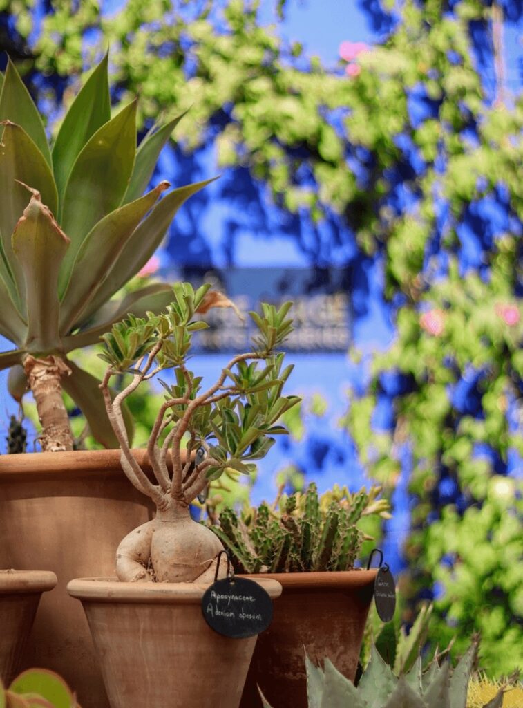 How to get from Marrakech to Agadir - Succulents in terracotta pots at Jardin Majorelle in Marrakech