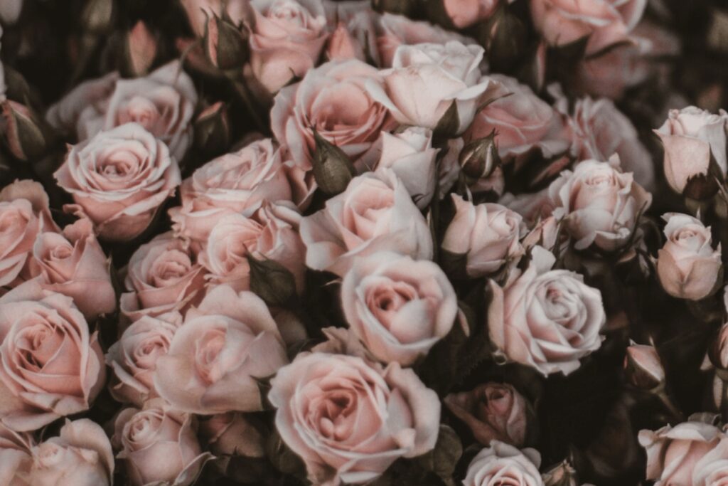 Travel guide to Kalaat M'Gouna: Roses have been grown in the Valley of Roses for centuries