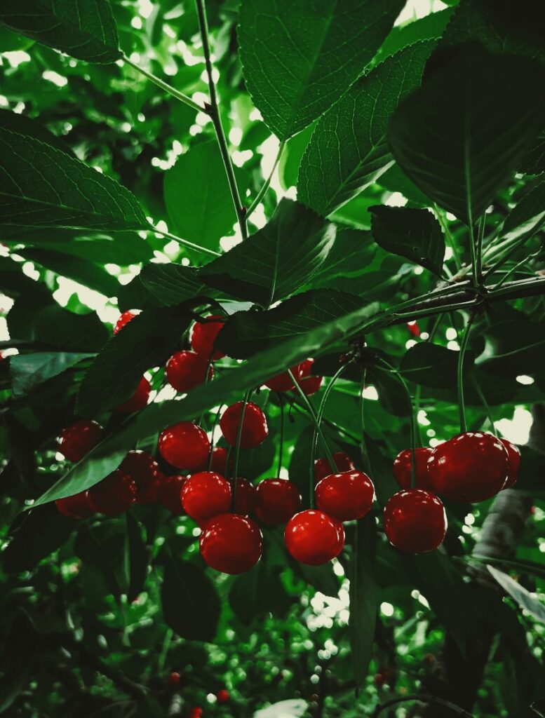 Cherries hang from a tree in Sefrou, Morocco