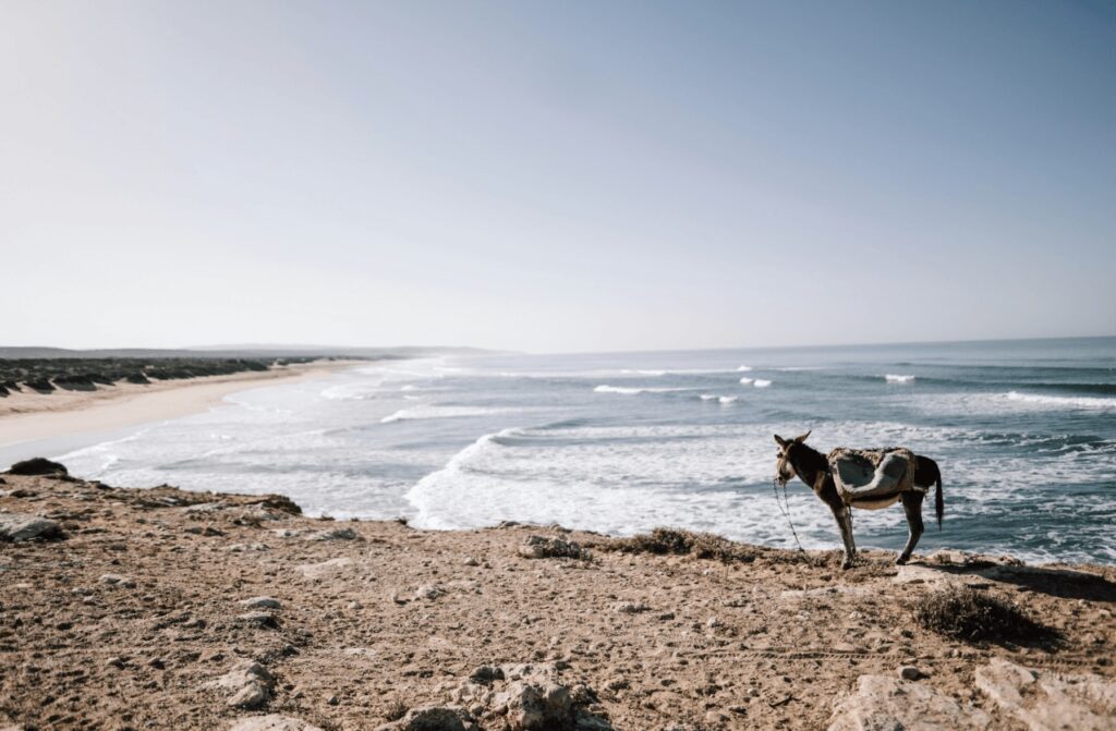A donkey overlooking a beach near Sidi Kaouki in Morocco