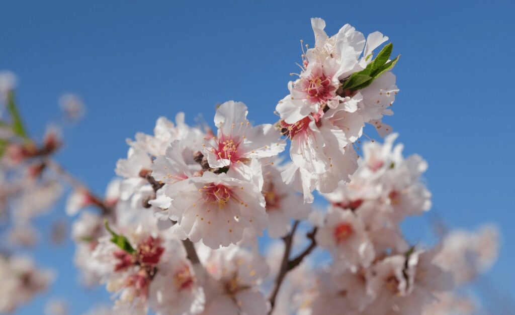 Travel guide to Tafraoute - Almond blossoms in Tafraoute, Morocco