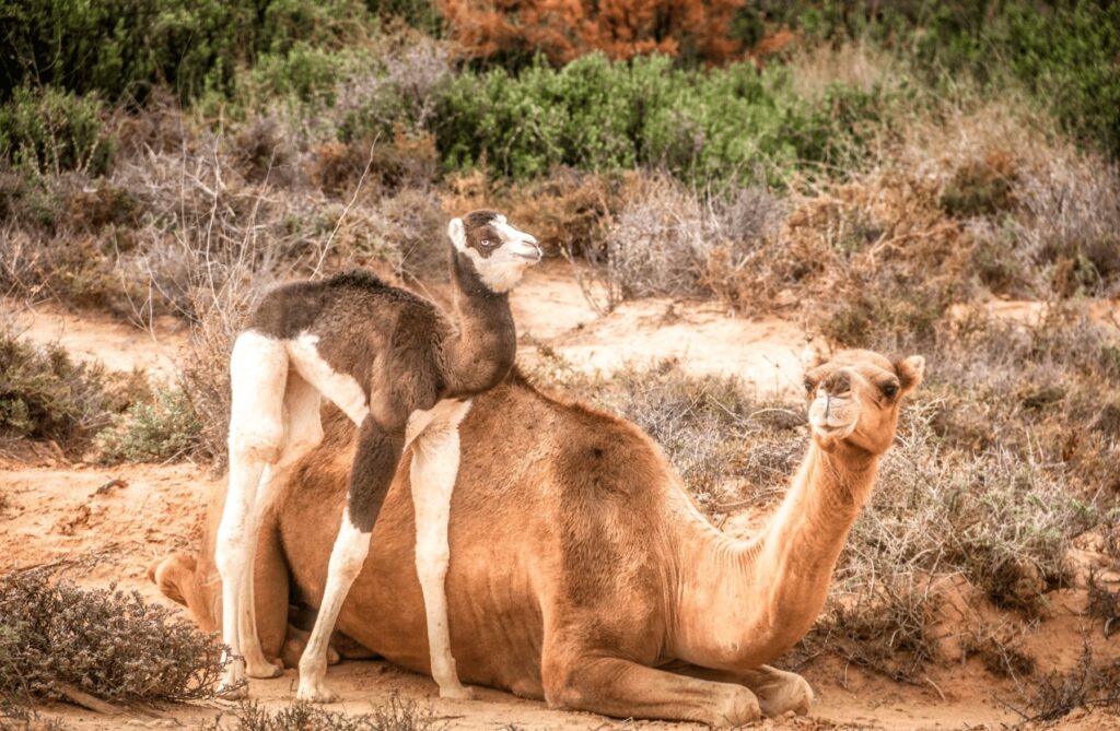 Best things to do in Tiznit - A camel with its newborn in a coastal landscape near Tiznit
