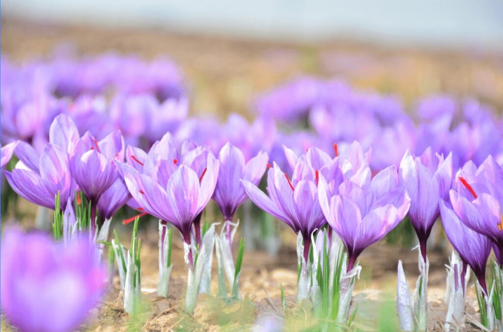 Travel guide to Ourika Valley: Saffron flowers growing near Ourika, Morocco