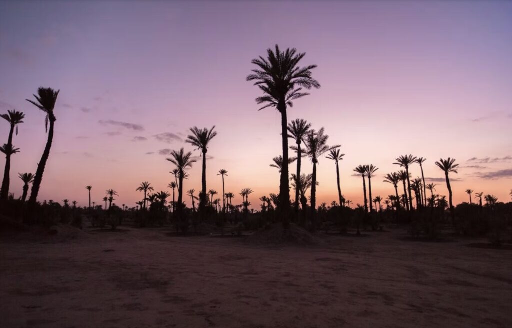 Travel guide to Zagora: Palm trees silhouetted against a sunset sky in Zagora, Morocco