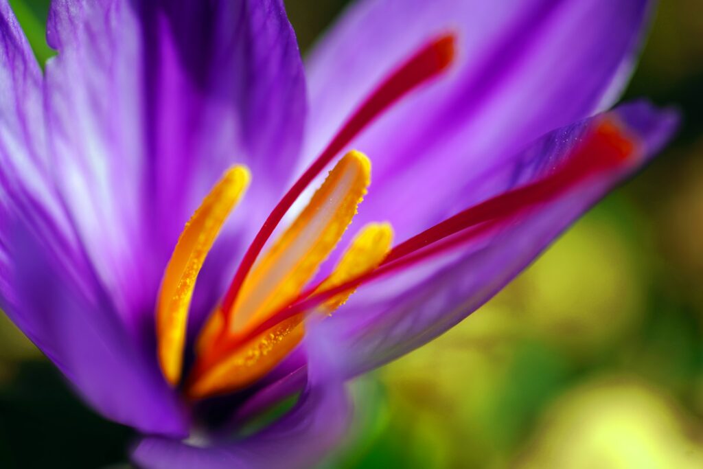 Watching saffron being harvested is one of the best things to do in Taliouine